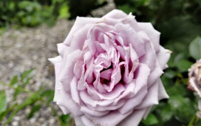 Tipps für Männer die ihre Liebste beschenken möchten